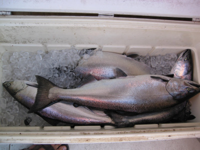 lake michigan charter fishing for salmon in wisconsin